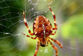 traitement contre les araignées en Alsace