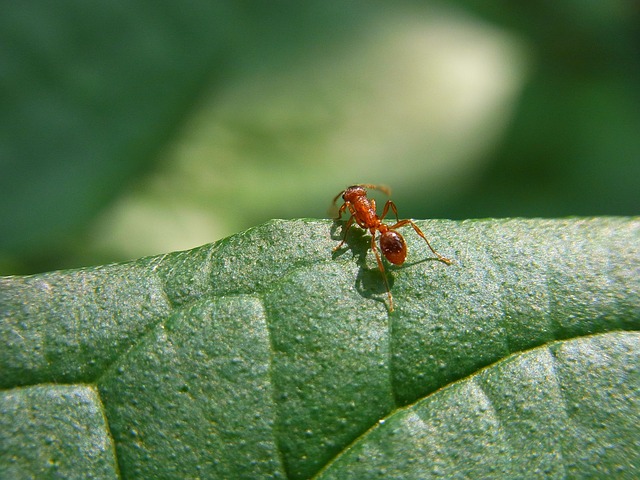 traitement fourmis alsace