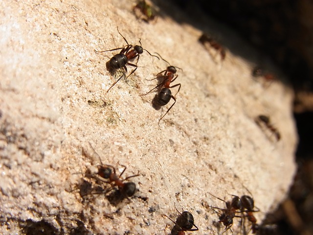 traitement fourmis alsace