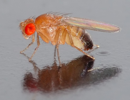 Moucheron De Mouche De Sable Image stock - Image du virus, été