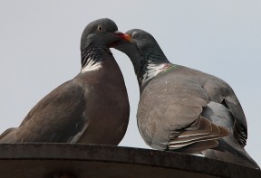 couple de pigeons