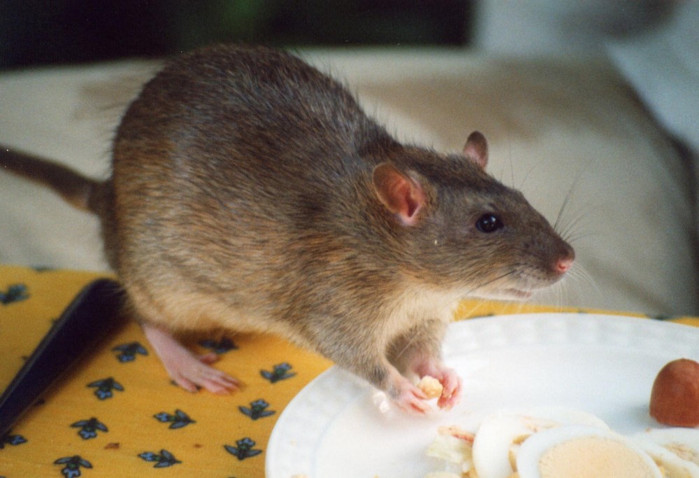 traitement rats bruns alsace