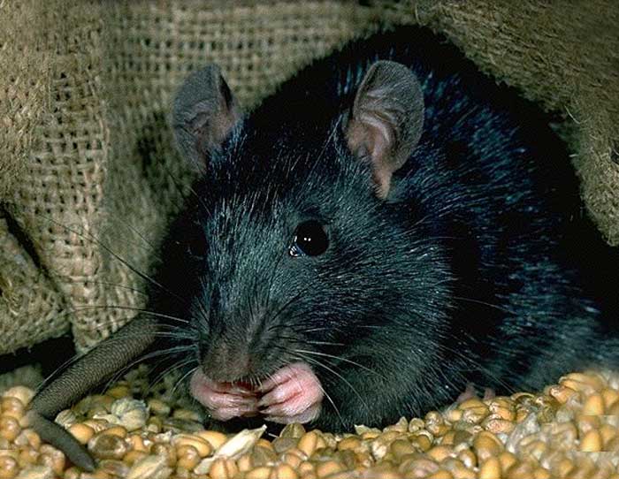 traitement rats noirs alsace