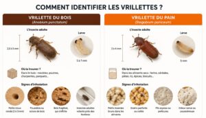 Infographie présentant les types de vrillette. 