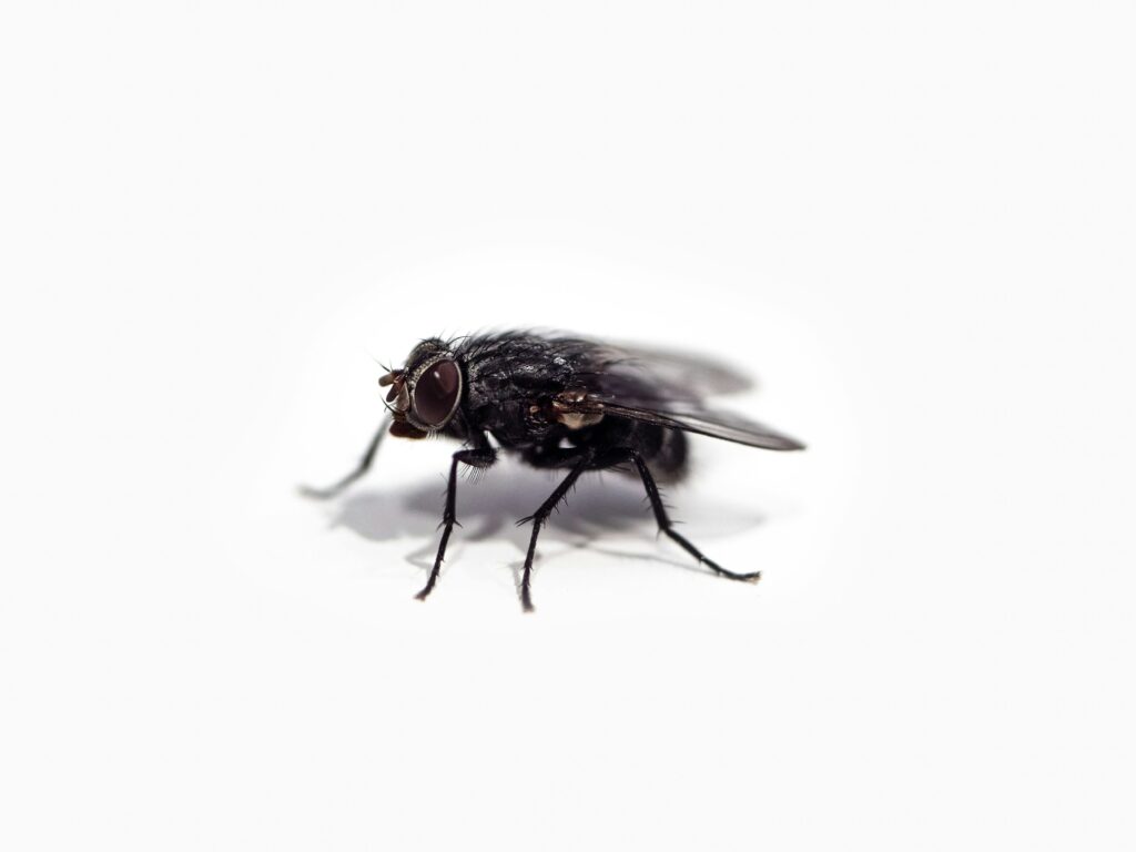 mouche