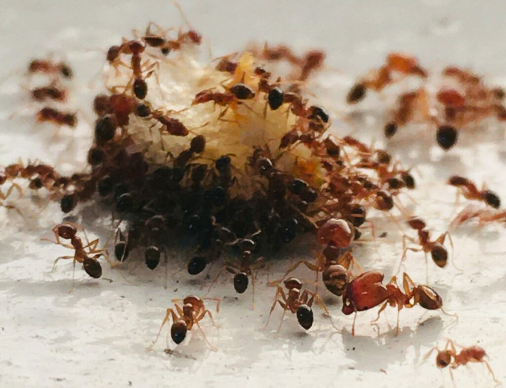 invasion fourmis