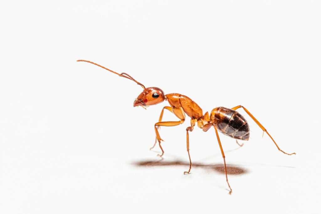 fourmis