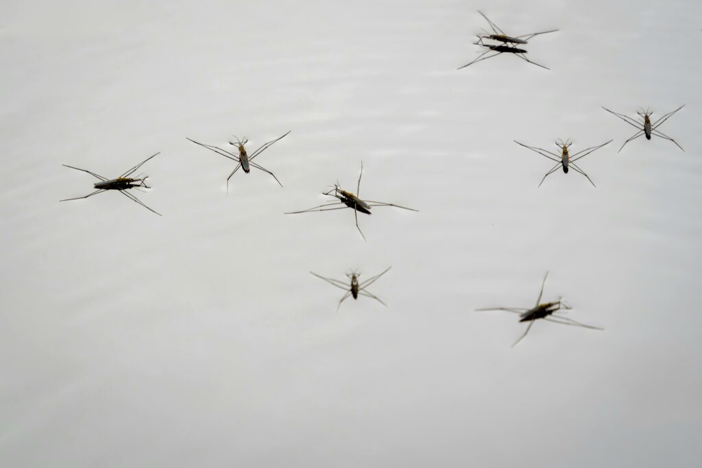 moustiques 