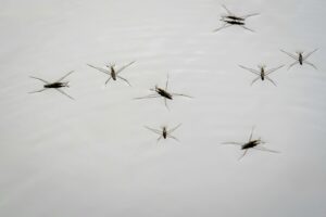 moustiques 