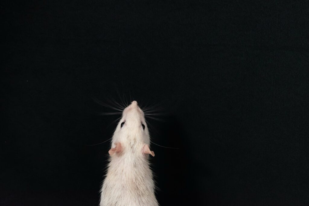 souris blanche