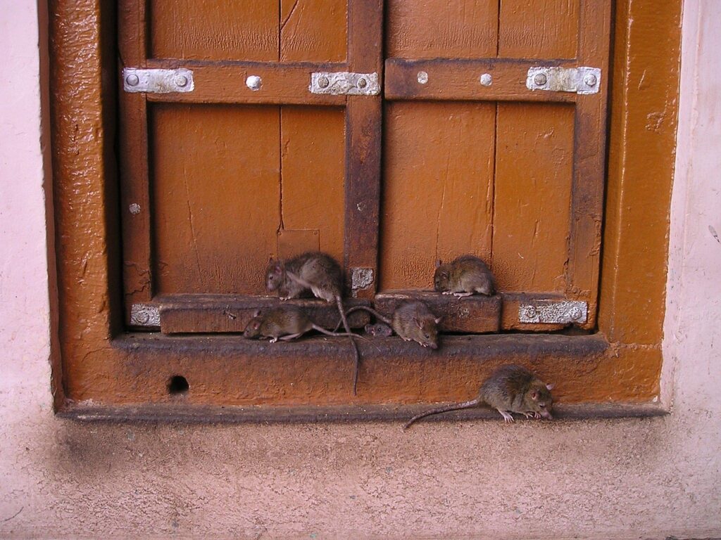 rats