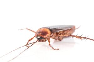 Photo d'une blatte germanique.