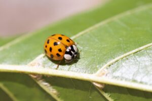 Coccinelle asiatique sur une feuille. 