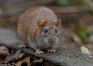 Rat dans un jardin. 