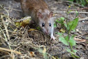 Rat aux abord d'une maison dans un jardin.