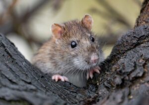 Rat brun sur un arbre. 