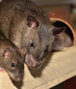 Photo de rats dans une maison.