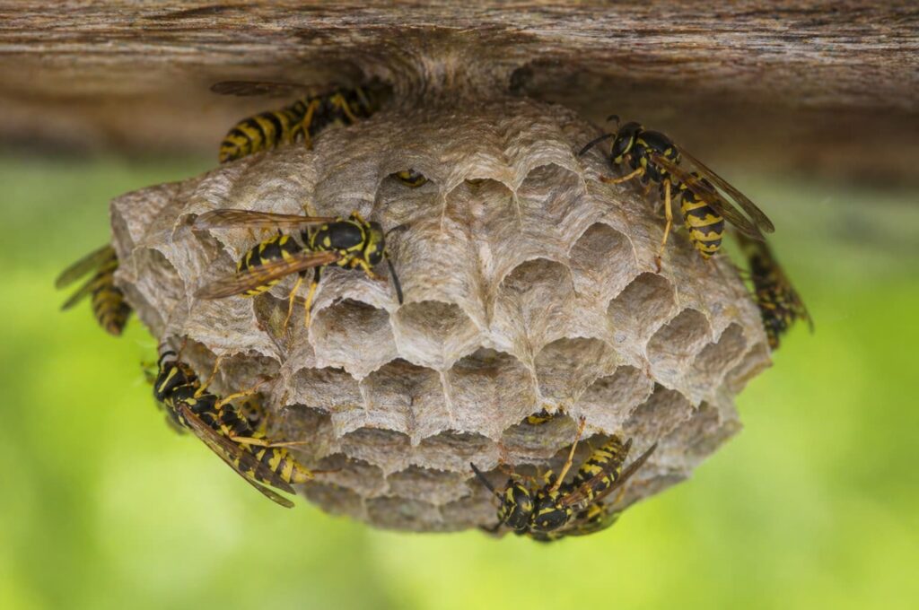 Photo d'un nid de guêpes.