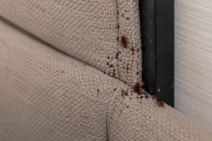 Punaise de lit dans une maison.