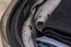Photos de punaises de lit dans une valise.